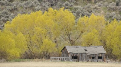 Pocatello Creek creekside scene - spring _DSC6737.jpg