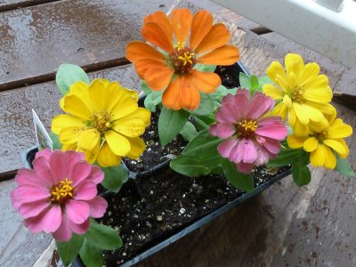 dwarf zinnia from fred meyer P1050508.jpg