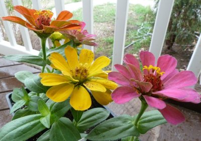 dwarf zinnia from fred meyer P1050524.jpg