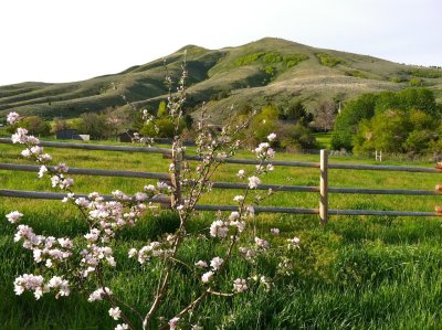 Chinese Peak with Blooming Young Apple Tree IMG_0191.jpg