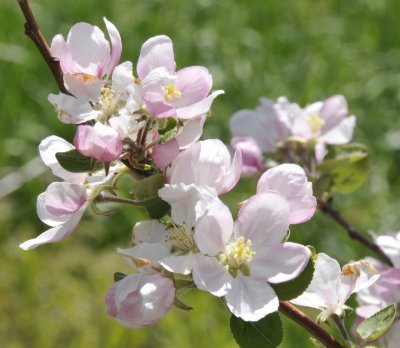 apple blossoms _DSC7539.jpg