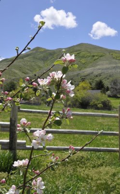 apple blossoms and chinese peak _DSC7544.jpg