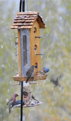 birds at our feeders _DSC7160.jpg