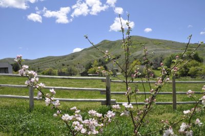 Little Apple Tree and Chinese Peak _DSC7535.jpg