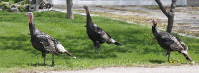 Wild Turkeys _DSC6916.jpg