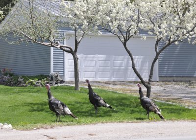 wild turkeys with domestic blooming trees _DSC6922.jpg