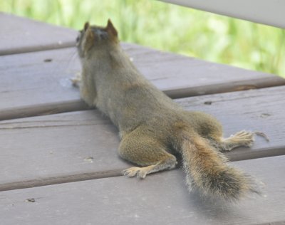 Red Squirrel from Behind _DSC8280.jpg