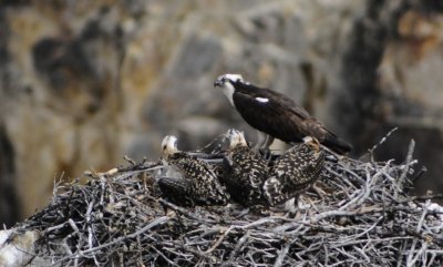 osprey and babies in nest at Canyon Yellowstone _DSC9318.jpg