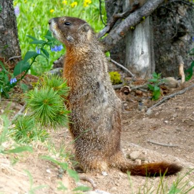 yellowstone yellow-bellied marmot on mount washburn P1060099.jpg