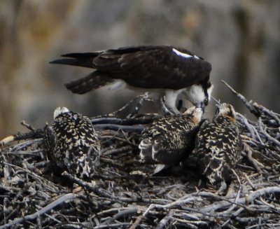 osprey feeding middle baby in nest in middle of canyon yellowstone _DSC9069.jpg