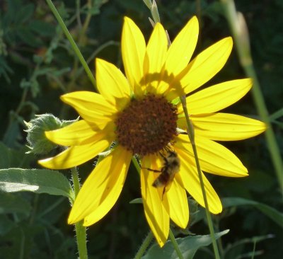 sunflower and insect P1060216.jpg