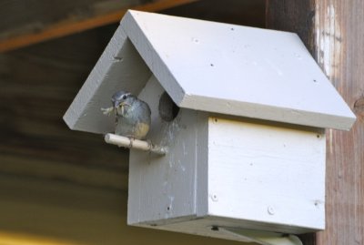 bird with prey to feed babies at birdhouse _DSC0430.jpg