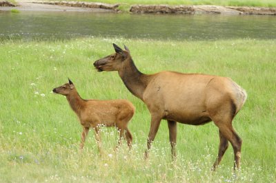 Yellowstone baby and mom elk side view _DSC0151.jpg