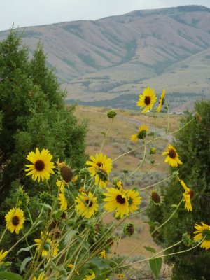 typical pocatello summer scene with sunflowers and mountain P1060323.jpg