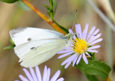 butterfly on fleabane _DSC1054.jpg