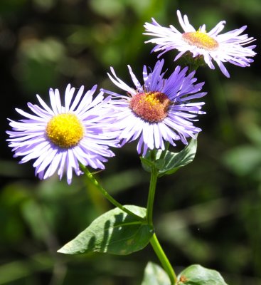 fleabane on scout mountain _DSC0971.jpg