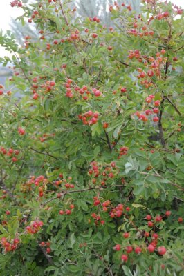 wild rose bush with rose hips _DSC1102.jpg