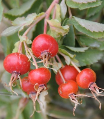 wild rose hips _DSC1088.jpg