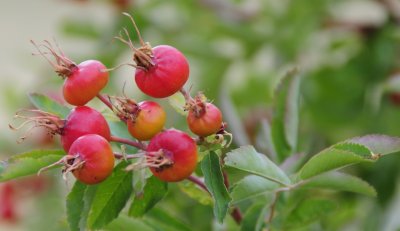 wild rose hips _DSC1127.jpg