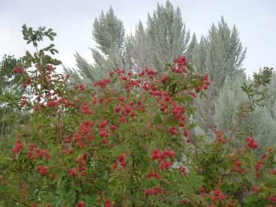 wild rose with rose hips and sage brush P1060336.jpg