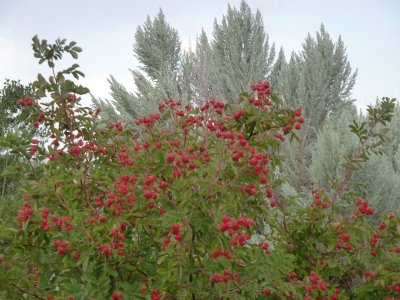 wild rose with rose hips and sage brush P1060336.jpg