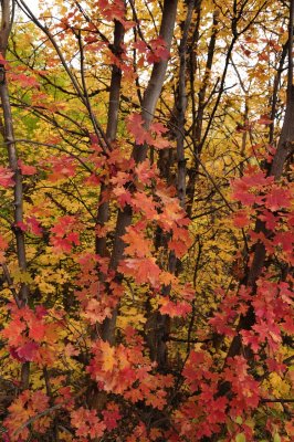 Fall Foliage Autumn 2011 City Creek Pocatello Idaho _DSC1827.jpg