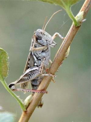 grasshopper _DSC1489.jpg