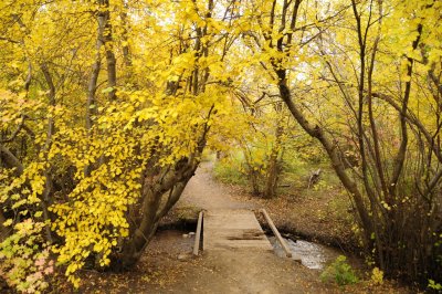 City Creek Autumn Scene with Old Footbridge _DSC1790.jpg