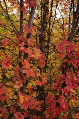 City Creek Fall Foliage - Pocatello _DSC1822.jpg