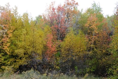 Fall Foliage at City Creek Trail Pocatello _DSC1768.jpg