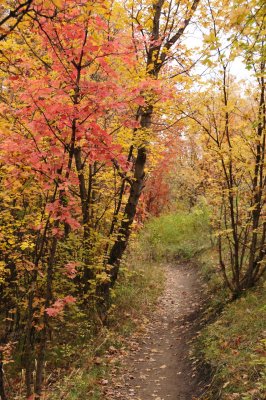 Fall Foliage on City Creek Trail Autumn 2011 _DSC1923.jpg