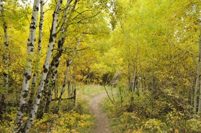 Fall Foliage on City Creek Trail in Pocatello _DSC1834.jpg