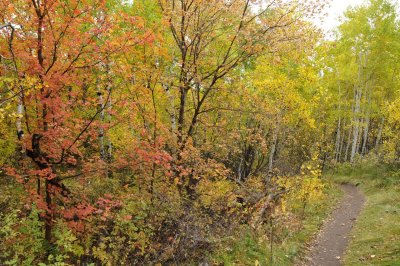 Fall Foliage on City Creek Trail in Pocatello _DSC1892.jpg