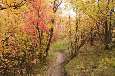 Fall Foliage on City Creek Trail in Pocatello _DSC1906.jpg