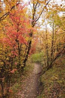 Fall Foliage on City Creek Trail in Pocatello _DSC1919.jpg