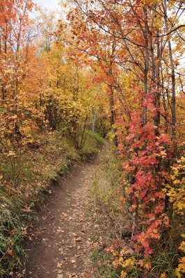 Fall Foliage on City Creek Trail in Pocatello _DSC1929.jpg
