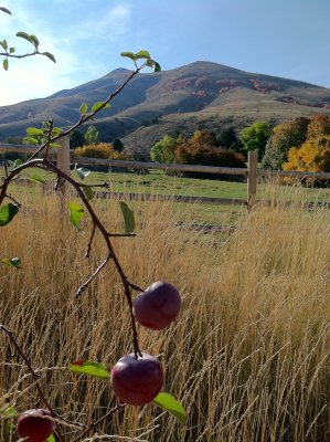 Harvest Time at Chinese Peak IMG_1865.jpg