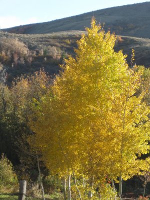 Pocatello Area Country Autumn Scene - from West Buckskin Road - IMG_0234.jpg