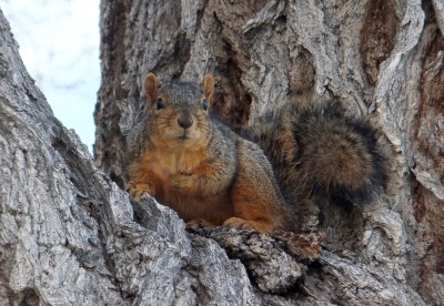 ISU fox squirrel DSCF5236.jpg