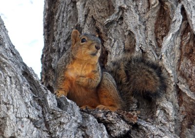 ISU fox squirrel DSCF5237.jpg