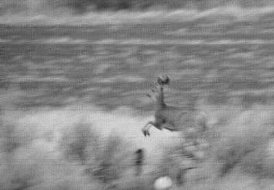 mule deer filtered _DSC4201.jpg