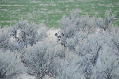 mule deer hiding amidst sagebrush _DSC4188.jpg