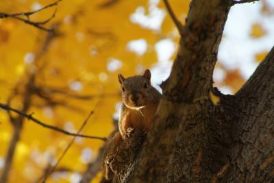 Autumn at ISU -- fox squirrel DSCF0478.jpg