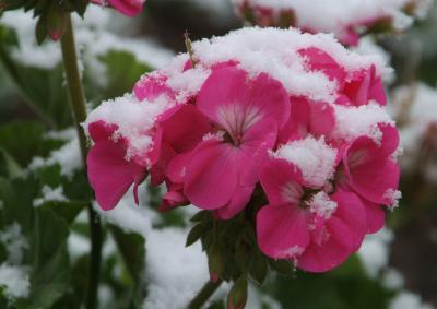 ISU Flowers with Snow DSCF0190.jpg