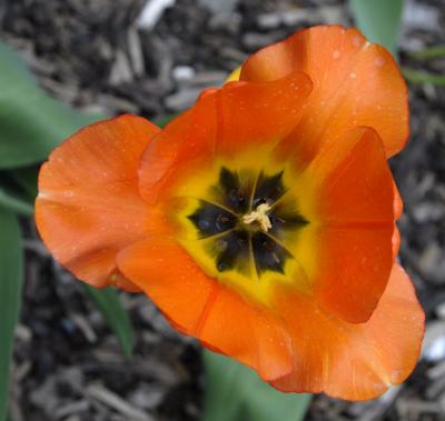 Tulip at ISU smallfile _DSC0024.jpg