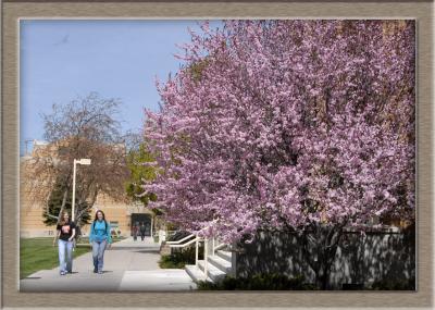 Springtime on the ISU Campus smallfile _DSC0021.jpg