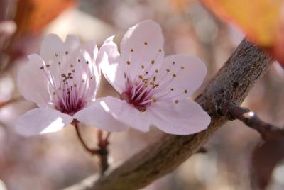 Thundercloud Plum Flowers at ISU Administration Building _DSC0334.JPG