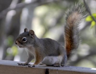 pregnant red squirrel girl _DSC0018.jpg