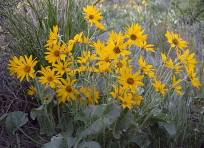 arrowleaf balsamroot _DSC0928.jpg