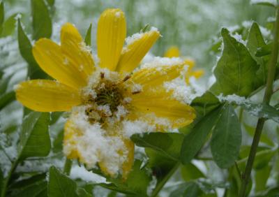 Late May Snow - Bigleaf Balsamroot _DSC0122.jpg